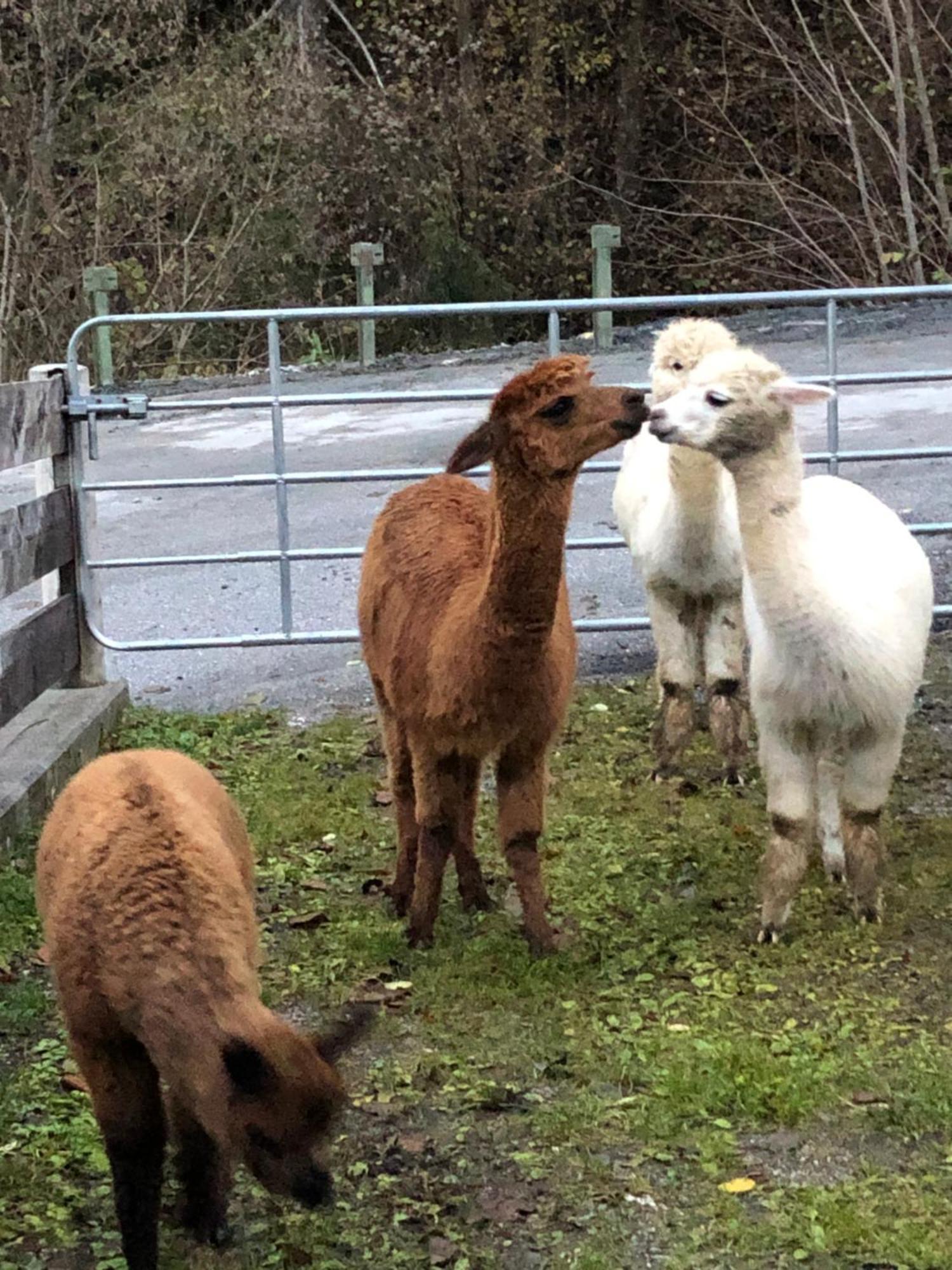 Oberstockerhof Lägenhet Sankt Johann im Pongau Exteriör bild